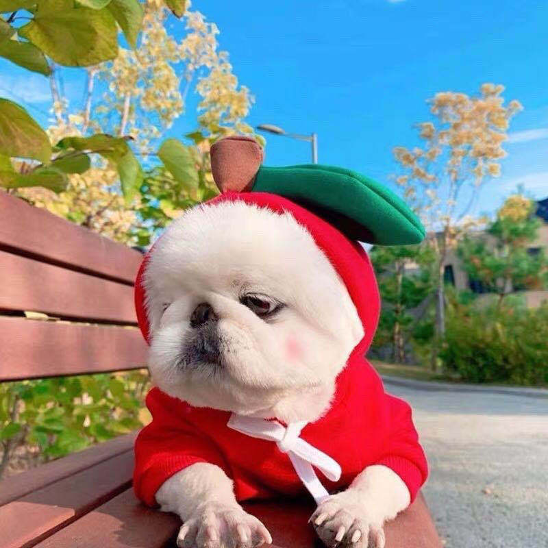 Fruit fleece dog hoodie Style 1